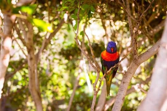 Loro Parque